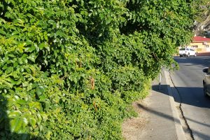 Trimmed Hedges Contributes to Public Safety Muizenberg Safety