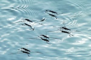 Stagnant Water and Mosquitos