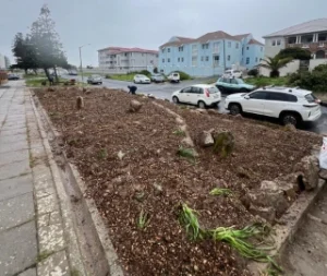 Planting Flora Royal Road Muizenberg