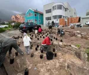 Planting Flora Royal Road Muizenberg