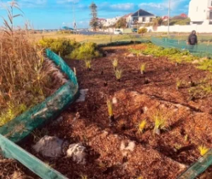 Planting Flora Muizenberg Vlei