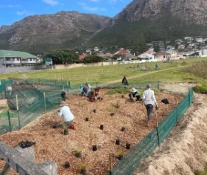 Planting Flora Muizenberg Vlei