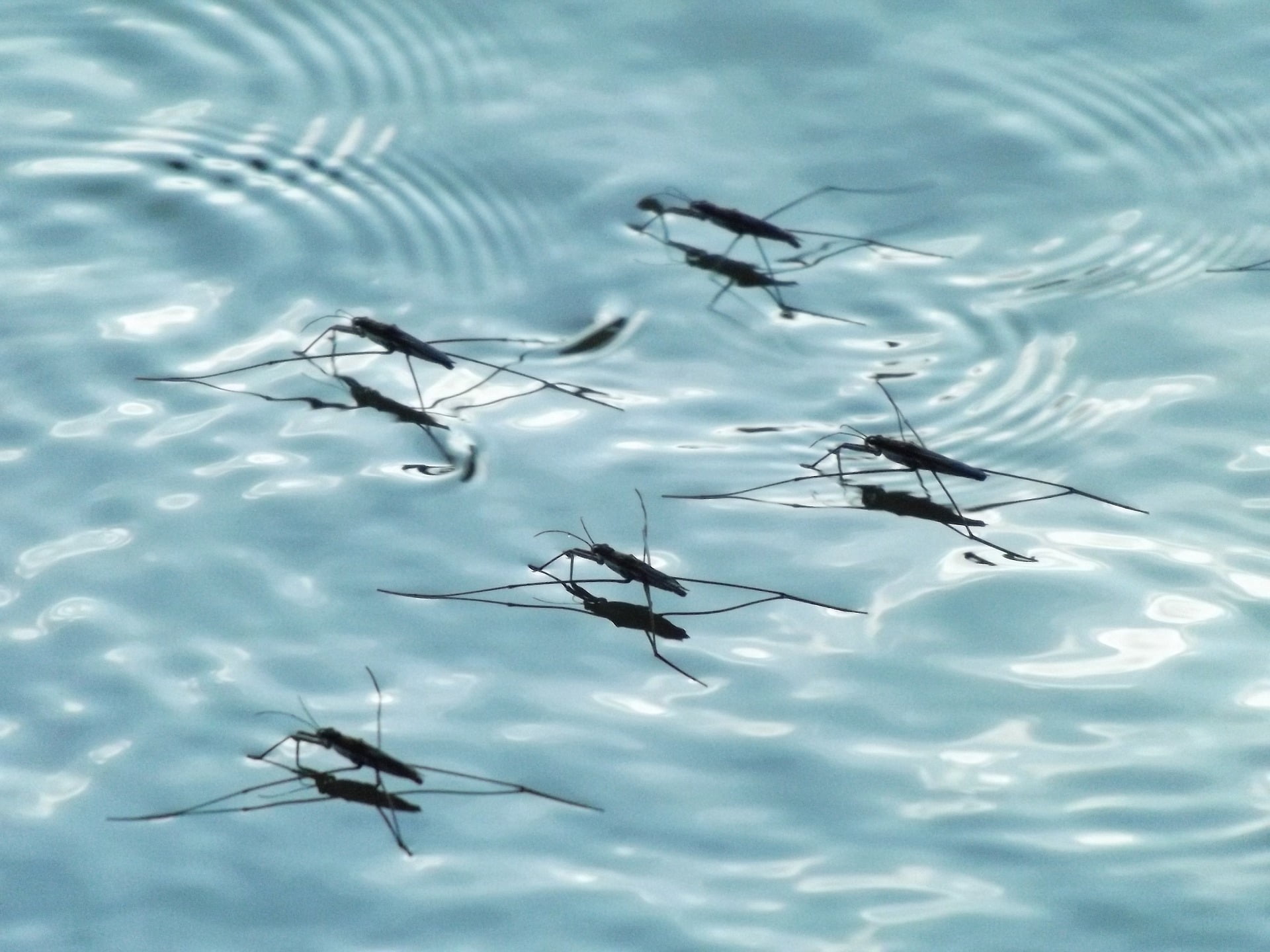 MLRA News | Stagnant Water and Mosquitos